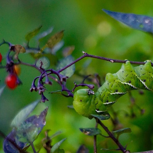 Ecology and Environmental Protection